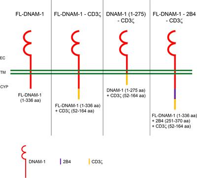 DNAM-1-chimeric receptor-engineered NK cells, combined with Nutlin-3a, more effectively fight neuroblastoma cells in vitro: a proof-of-concept study